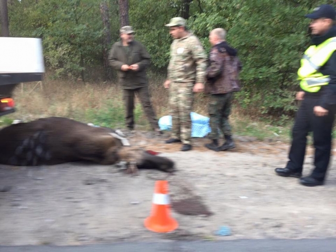 Під Києвом машина на смерть збила лося (ВІДЕО)