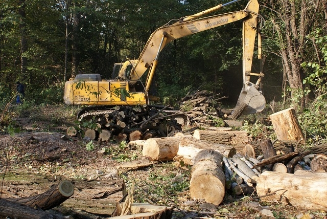 SOS! У Голосієво знову почали вирубувати дерева під будівництво