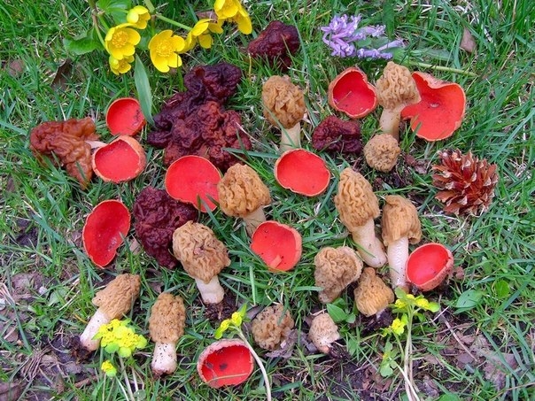 “Грибники України” проведуть виставку у Голосієво