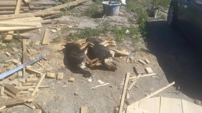 У Голосієво “догхантери” отруїли 25 собак