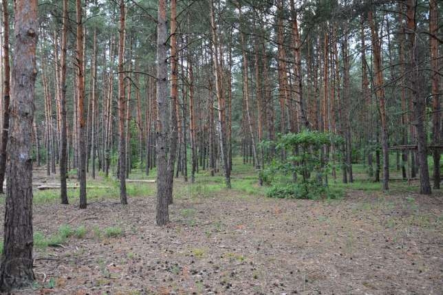 У столичних лісах висадили 700 000 сосен