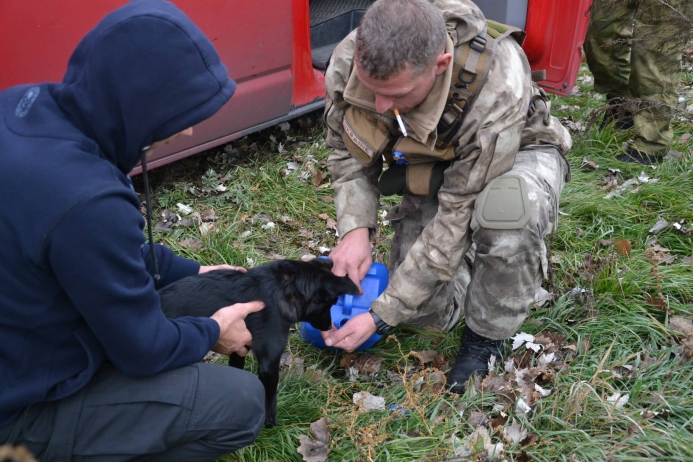 В Голосієвському районі Києва масово отруюють собак