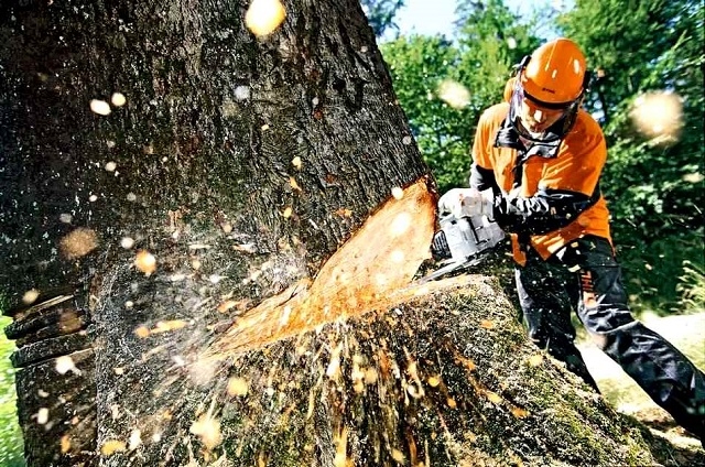 12 лісопаркових зон заасфальтують